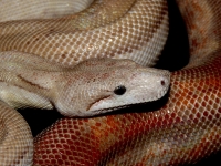 0,1 T+  albino nikaragua CA motley